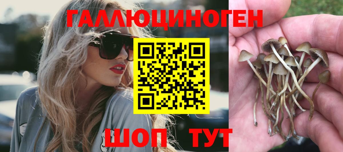 Псилоцибиновые грибы Psilocybe Гуково